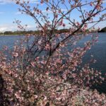 3月早咲きの桜